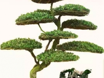 瓜子黃楊盆景